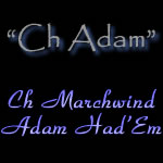 Champion Marchwind's Adam Had'Em - Seal Italian Greyhound